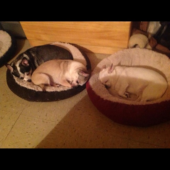 My three babies..not for sale..