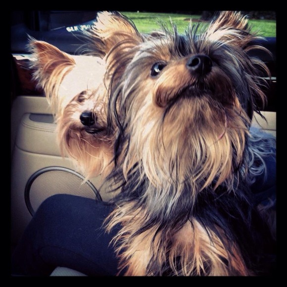 POOPED OUT FROM LISTING!!!! - Picture 2 of 4