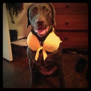 Yellow Victoria Secret Like bikini. 🐢🐢TRADED🐢🐢