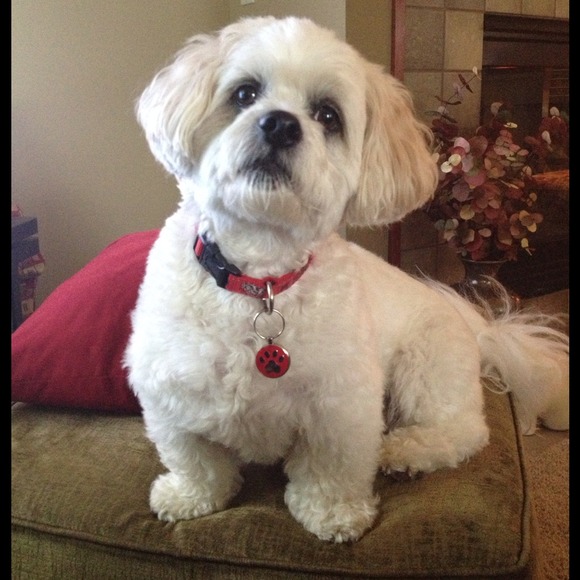 Little Bear says buy my aunties stuff!!  Ruff Ruff