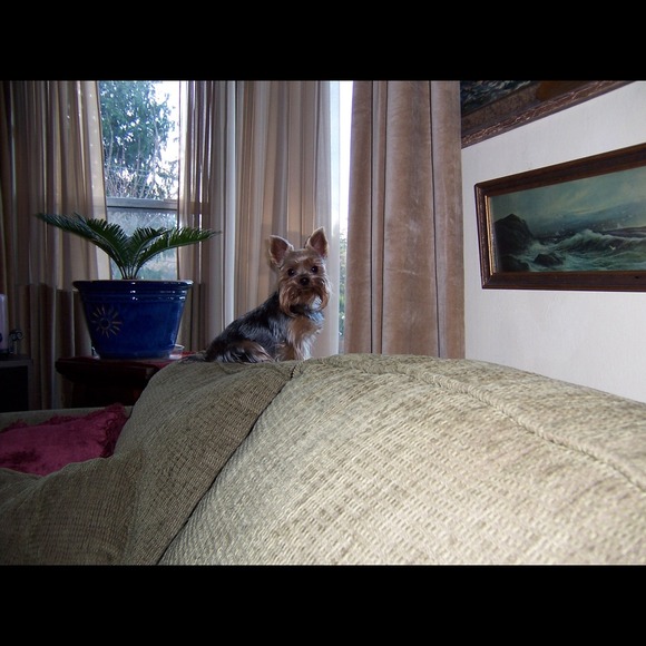 🐾🐾 Lost my little ladybug ... 💌 on 6/10/13. - Picture 2 of 3