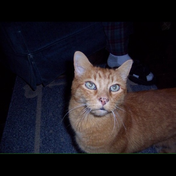 🐾🐾 Lost my little ladybug ... 💌 on 6/10/13. - Picture 3 of 3