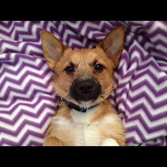 🐾Looking for any clothes to fit my stylish Pup! - Picture 2 of 4