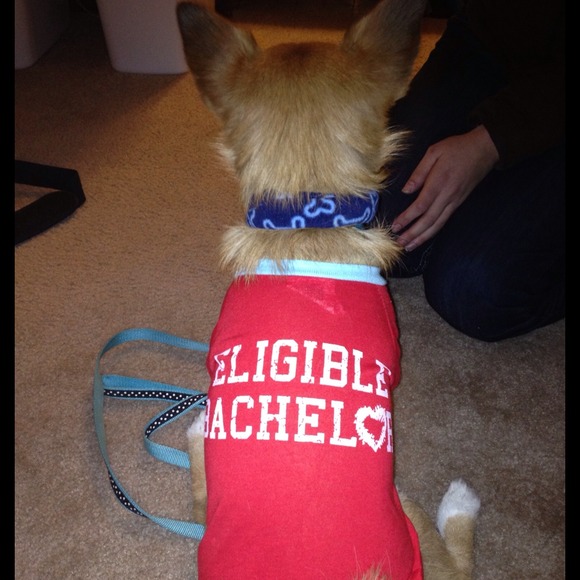🐾Looking for any clothes to fit my stylish Pup! - Picture 3 of 4