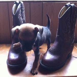 Size 8 1/2 Faded Glory brown cowgirl boots.
