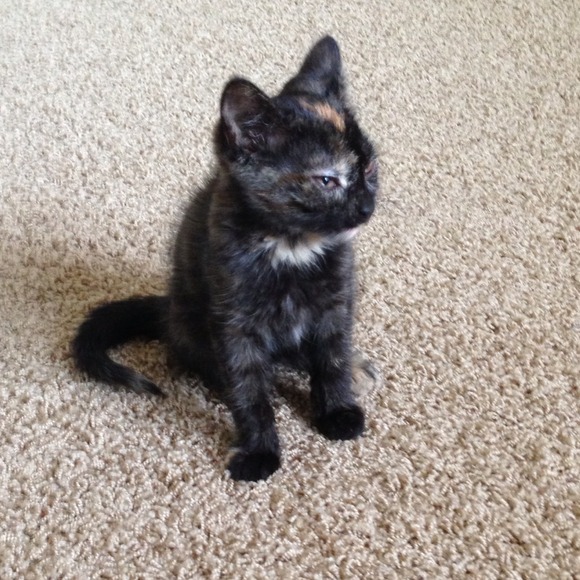 My new little kitten-it's official! She's Olive :)