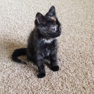 My new little kitten-it's official! She's Olive :)