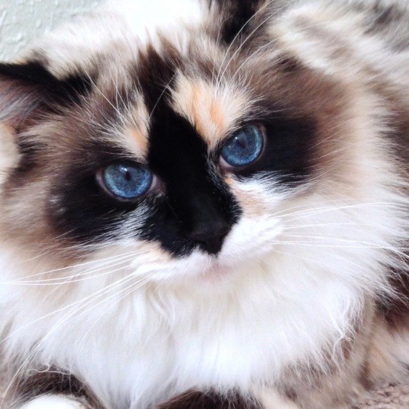 ^•.•^ I'm BELLA. Thanks for ur VISITS & LIKES😻 - Picture 2 of 2