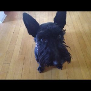 Overly Affectionate Scottie