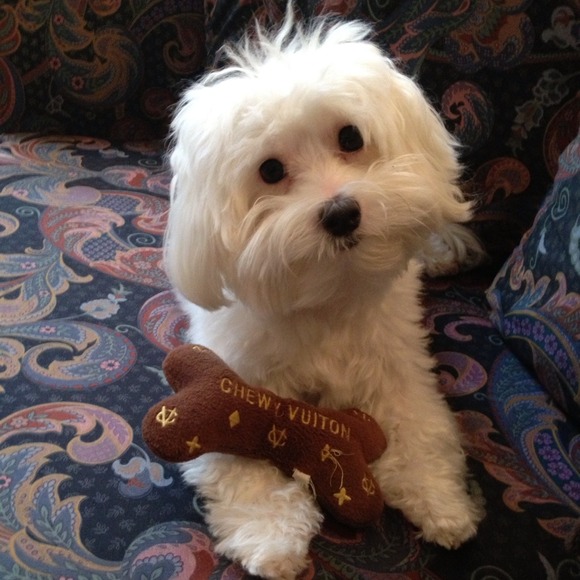 NOT 4 SALE- Bentley & His Chewy Vuiton
