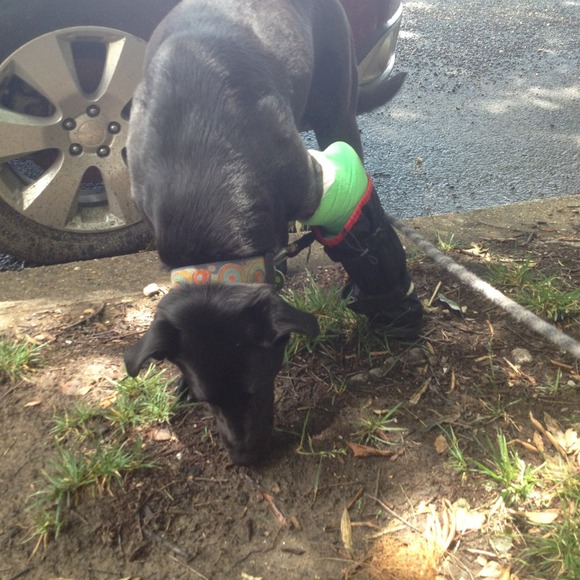Fashionable Doggie Boot!  -just for show-