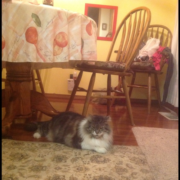 Please say hello to the handsome Harley Davidson!