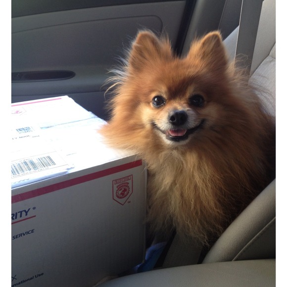 MEET THE SELLER + CLOSET 👸🐕💕 - Picture 2 of 2