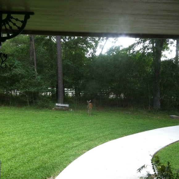 L❤VE. Watching Our Deer🌟 - Picture 1 of 4