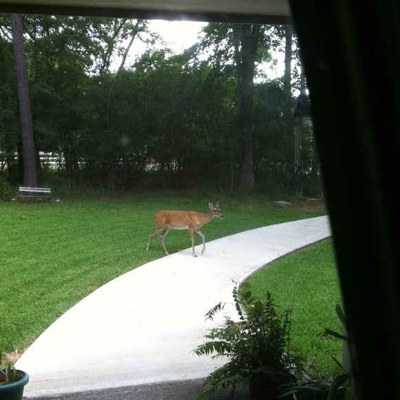 L❤VE. Watching Our Deer🌟 - Picture 2 of 4