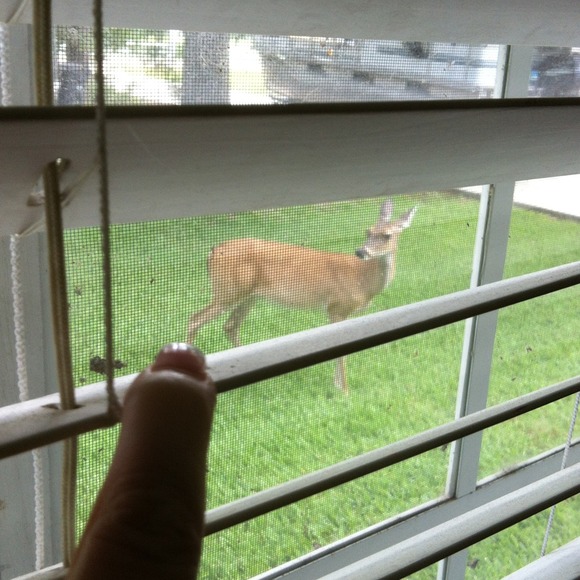 L❤VE. Watching Our Deer🌟 - Picture 3 of 4