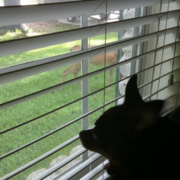 L❤VE. Watching Our Deer🌟 - Picture 4 of 4