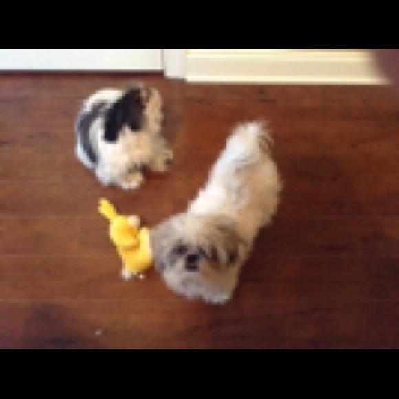 Please shop in my mommy's closet! We want treats! - Picture 2 of 4