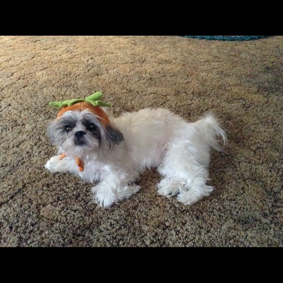 Please shop in my mommy's closet! We want treats! - Picture 3 of 4