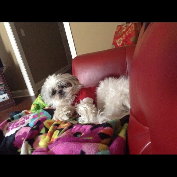 Please shop in my mommy's closet! We want treats! - Picture 4 of 4