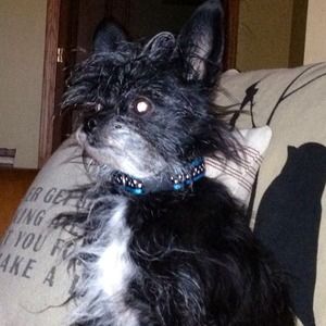 🐾❤🐾R.I.P. MOMMY'S LITTLE GIRL🐾❤🐾