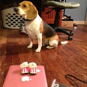 🐶 Cute puppy shoes! 🐶