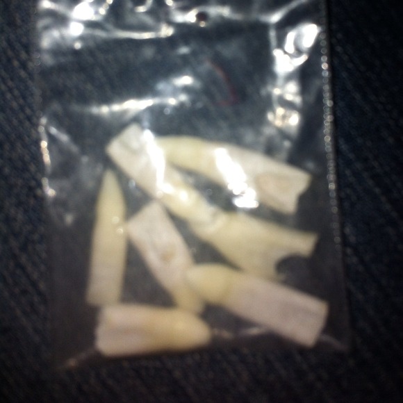7 alligator teeth! (Real)