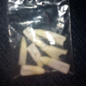 7 alligator teeth! (Real)