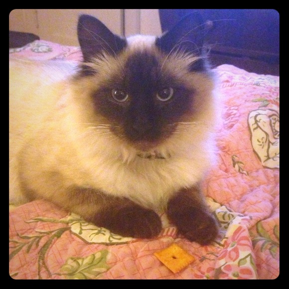 Simon the kitty cat! Not for sell, just sharing!