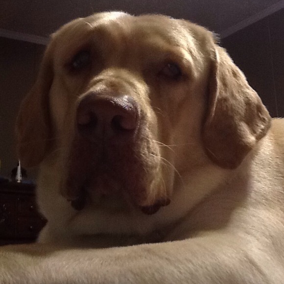 Ok, Woody is now at 130lbs!! My 110lb. baby.