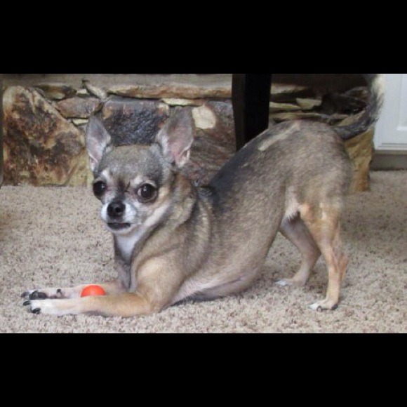 Meet Bailey. Or "Baiwee" as we lovingly call her