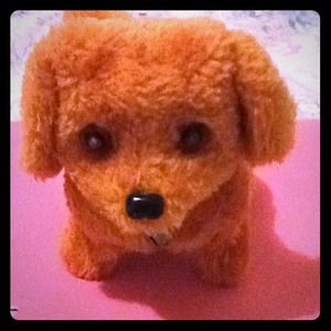 A cute brown walking dog !!!!!