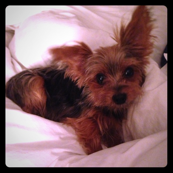 My Isabelle!! 🐶