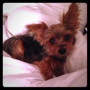 My Isabelle!! 🐶