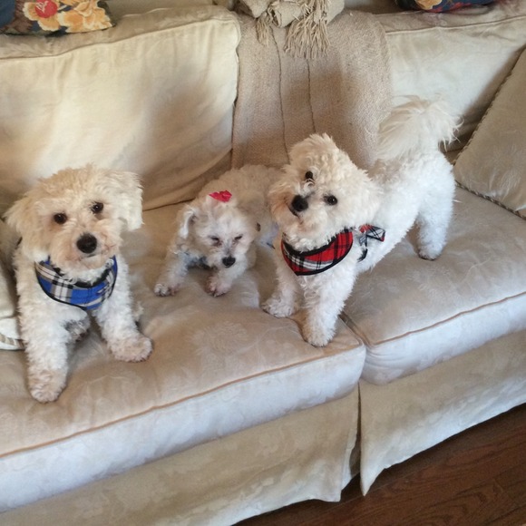 Meet your posher, Martha! - Picture 3 of 5