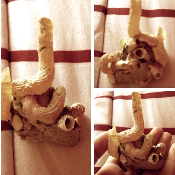 Shell decoration - Picture 1 of 1