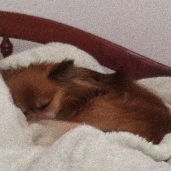 Meet your seller/buyer's toy pom :)