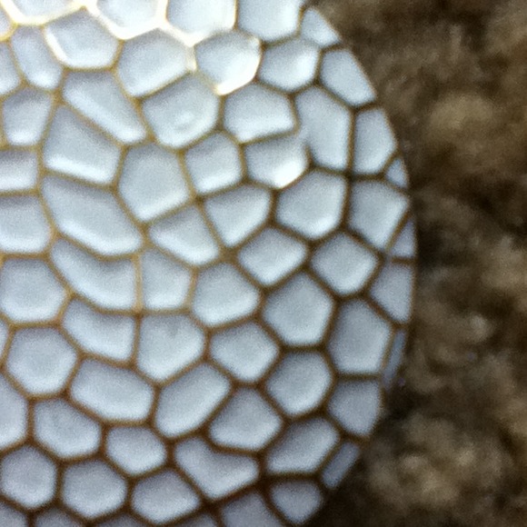 Earring - Picture 3 of 3