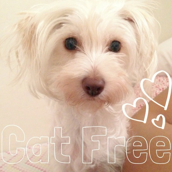 Cat Free Clothes