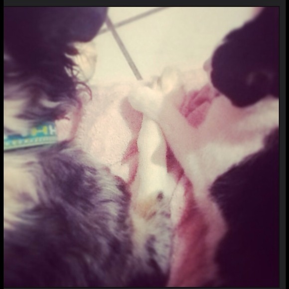 Cats & Dogs can & do love each other, It's a myth! - Picture 1 of 1