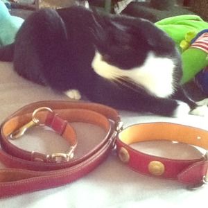 Authentic coach collar and leash