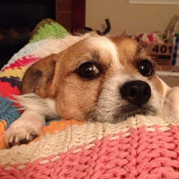 Not for sale - my Wishbone and foster dog Rocky - Picture 1 of 3