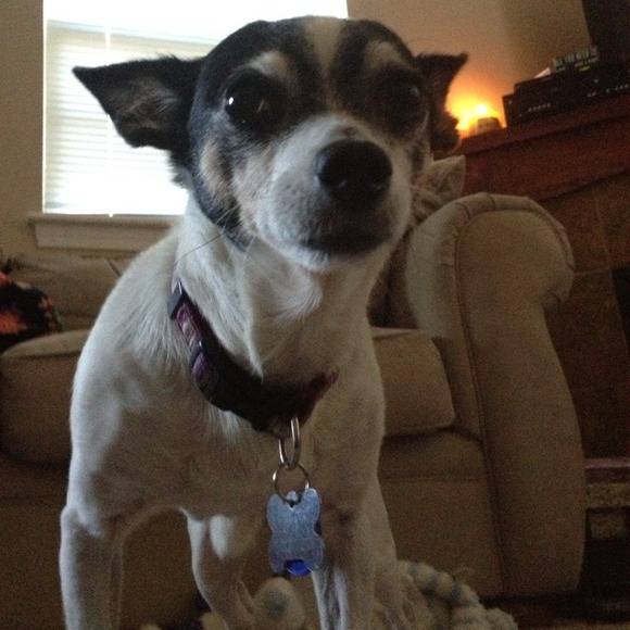 Not for sale - my Wishbone and foster dog Rocky - Picture 2 of 3