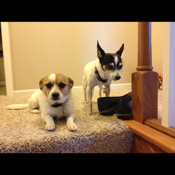 Not for sale - my Wishbone and foster dog Rocky - Picture 3 of 3