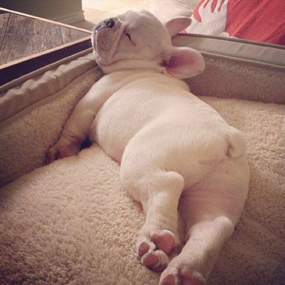 Clothes as cute as these pups - Picture 3 of 3