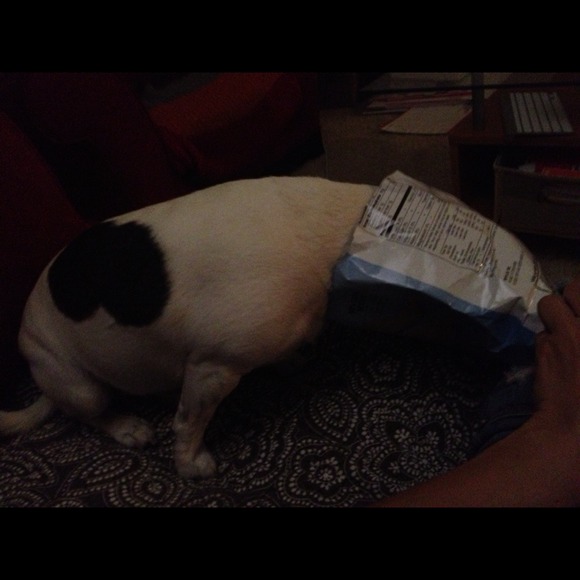 This dog