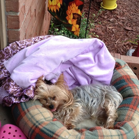 Lilly sleeps while Mom works!