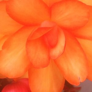 Bundle for @amrosie312