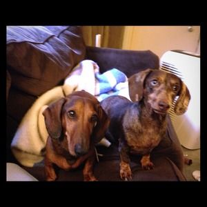 My adorable fur children