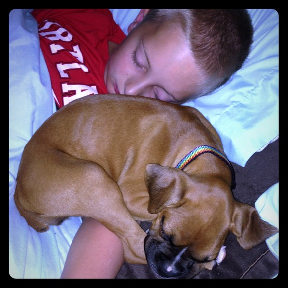 New boxer puppy